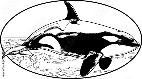 Orca breaching water, stylized black and white drawing within an oval border