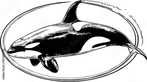 Illustration of a killer whale inside a rough oval, sketch style, black & white