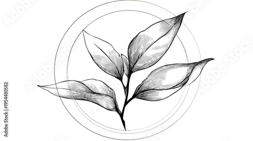 Plant illustration inside overlapping circles