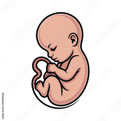 Fetus baby in womb vector illustration pregnancy development concept with umbilical cord design