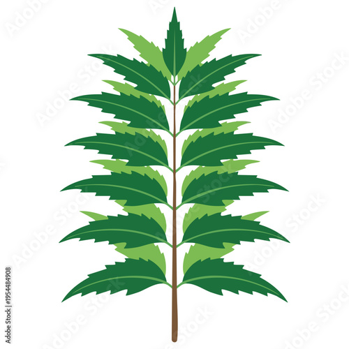 Neem Leaf Branch Illustration