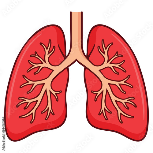 Human Lungs Medical Illustration