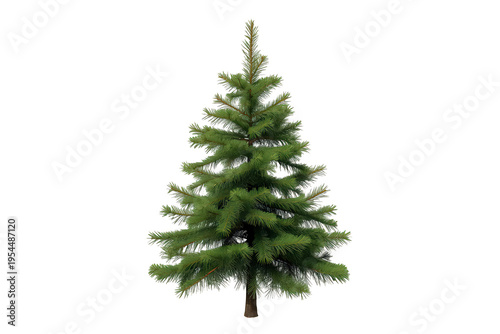 Coniferous fir tree standing upright, featuring vibrant green needles and a sturdy trunk, isolated on a transparent background