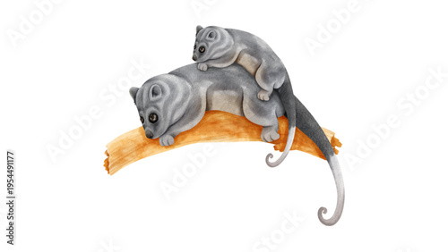 Two Sugar Gliders on a Branch Illustration
