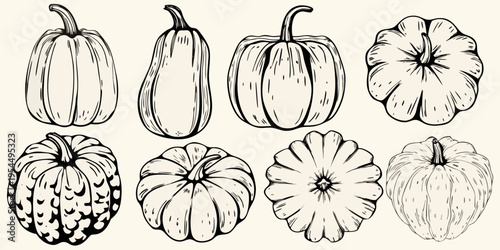 A collection of hand drawn squash and pumpkin illustrations in black and white