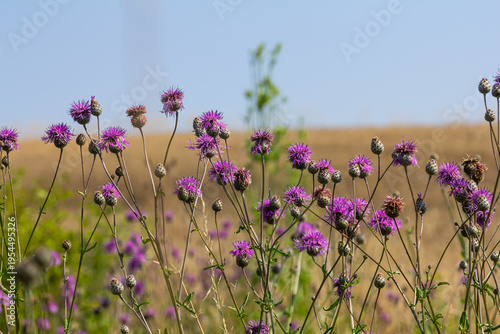 Tableau sur toile Centaurea scabiosa subsp