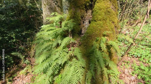Ferns and moss on the trees in the park
