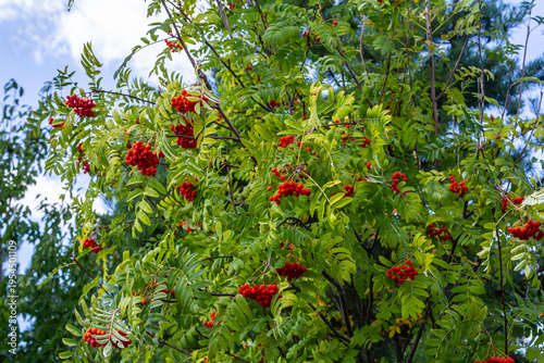 Photos A bunch of red rowan berries on a tree