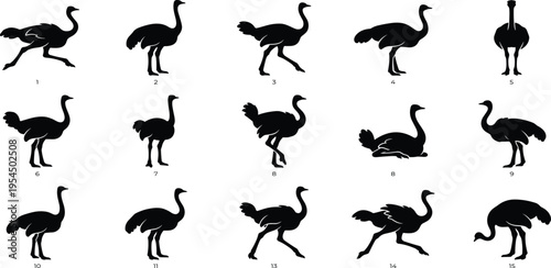 Collection of Ostrich Silhouettes Illustrating Various Poses and Movements