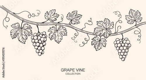 Background with grapes, vine and brunch. Detailed template layout design, brochure or cover for wine card, menu