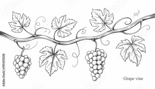 Background with grapes, vine and brunch. Detailed template layout design, brochure or cover for wine card, menu