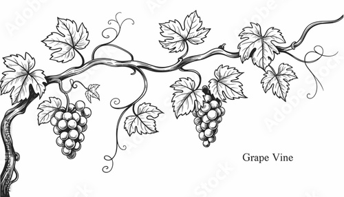 Background with grapes, vine and brunch. Detailed template layout design, brochure or cover for wine card, menu