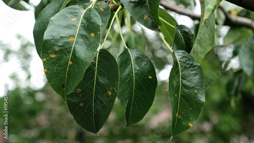 Obraz na płótnie Plant diseases