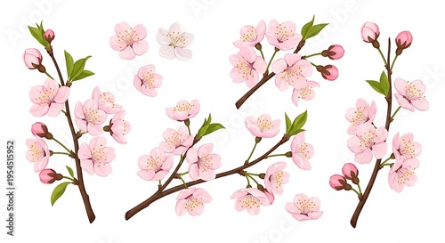 Cherry blossom cluster with full blooms and budding twigs