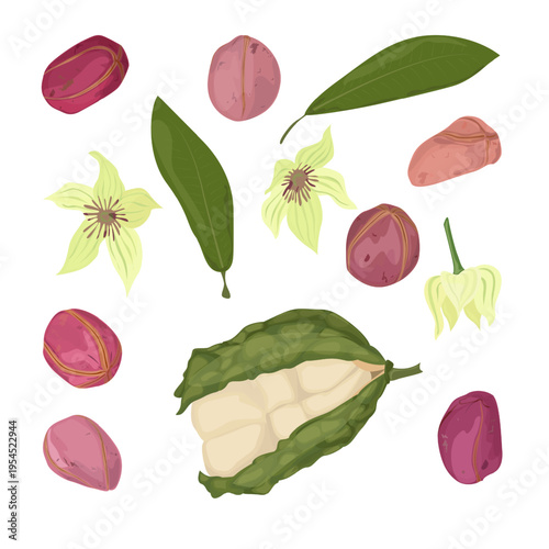 Set Kola Nut Tropical Seed from Cola Tree