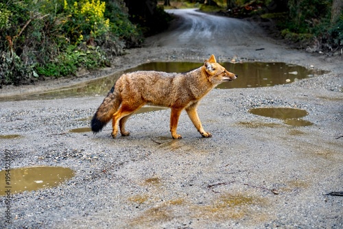 Tableau sur toile Patagonian fox crossing dirt road with puddles in Tierra del Fuego National Park