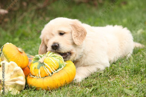 Adorable gold retriever puppy with pumpkins