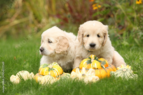 Two amazing puppies in the garden