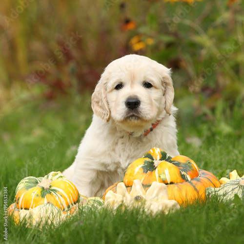 Adorable gold retriever puppy with pumpkins