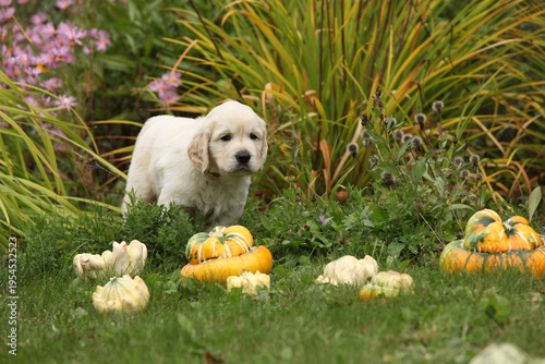 Adorable gold retriever puppy with pumpkins