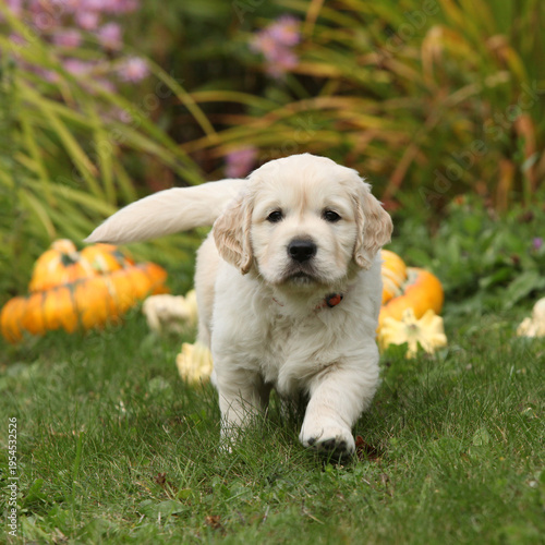 Adorable gold retriever puppy with pumpkins