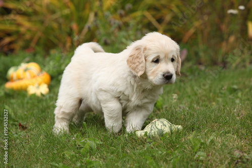 Adorable gold retriever puppy with pumpkins