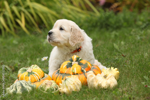 Adorable gold retriever puppy with pumpkins