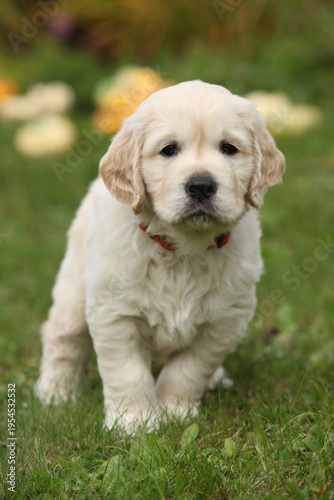 Adorable gold retriever puppy with pumpkins
