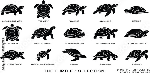 Collection of Different Turtle Poses and Actions, Including Walking, Swimming, and Resting