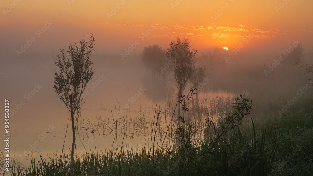 Naklejka premium A serene, misty sunrise over a calm lake, with tall green grass in the foreground and trees in the fog.