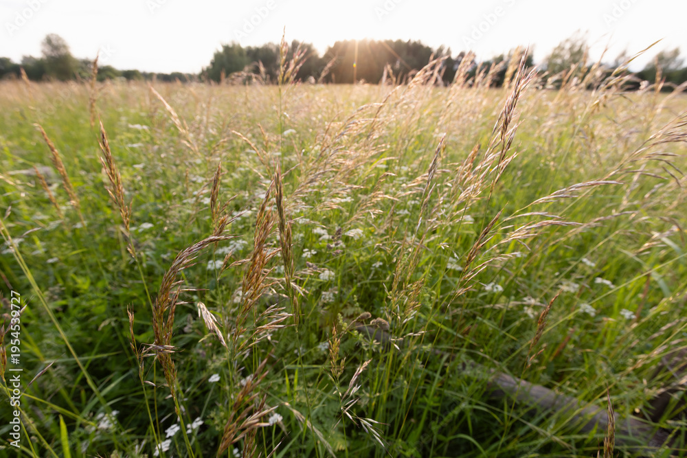 Fototapeta premium Sunlit summer meadow filled with tall wild grasses and delicate wildflowers, backlit by the low sun with a distant treeline. A peaceful rural landscape evoking warmth, calm, and natural beauty
