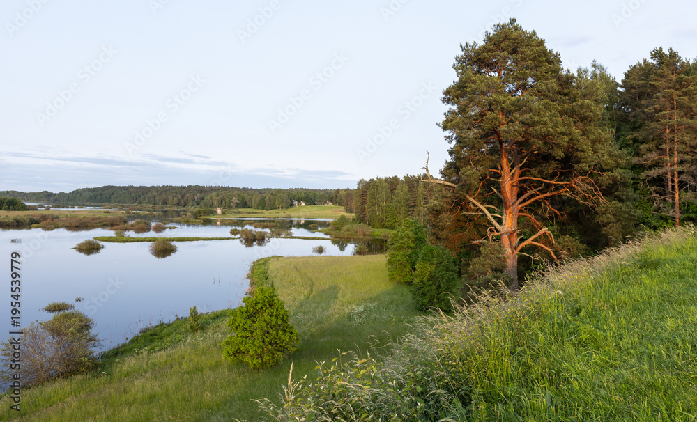 Naklejka premium Warm sunset light illuminates a lone pine on a grassy slope overlooking a calm lake, marsh islands and open meadow. A peaceful summer countryside scene evoking tranquility, nature and rural escape