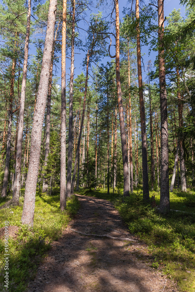 Fototapeta premium A tranquil summer forest trail surrounded by an evergreen landscape of tall pines and abundant greenery, perfect for hiking and outdoor escapes into beauty of nature