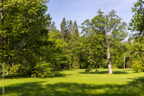 A solitary oak stands in a sunlit grassy meadow at the edge of a dense forest, surrounded by vibrant green foliage and dappled shade conveying peaceful, natural countryside atmosphere