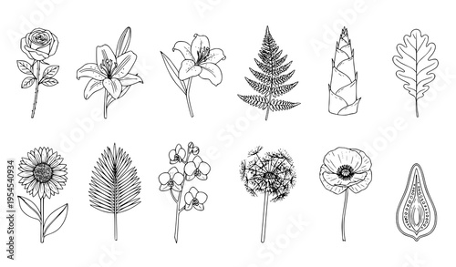 Precise botanical outline vector set for research, textbooks, and herbarium references