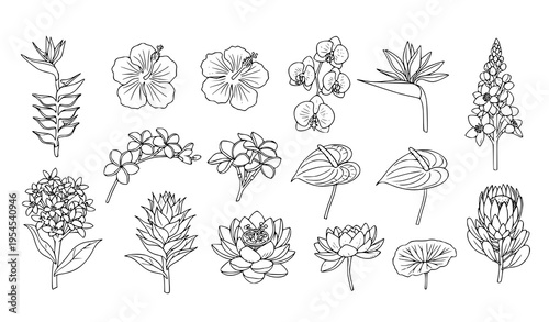 Exotic plant inflorescence line-art vector set with heliconia, hibiscus, and orchids