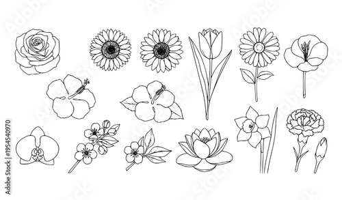 Detailed line-art flower structure vector set for educational and botanical use