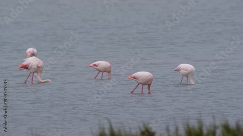 Flamingos Feeding in Lagoon, Group of Birds in Wetland Habitat