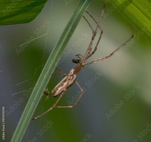 Long-jawed orb-weaver spider Tetragnatha extensa resting on a green grass blade macro shot
