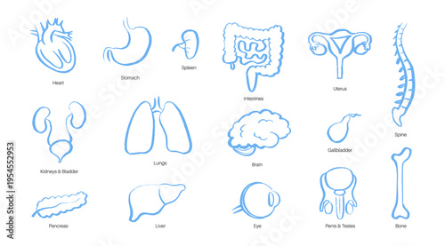 Internal Organs Sketch
