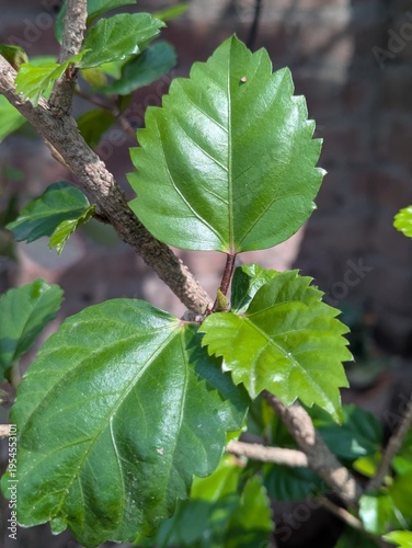 Bilde på lerret AI Overview


This image shows the green, glossy, dentate leaves of a Hibiscus rosa-sinensis plant