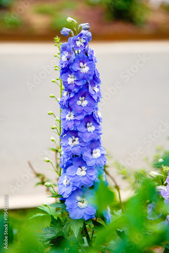 Photography Blue delphinium flower in garden