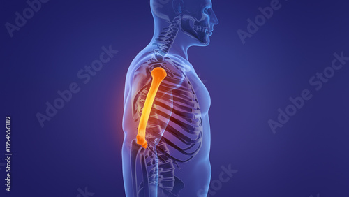 Human skeleton humerus bones anatomy