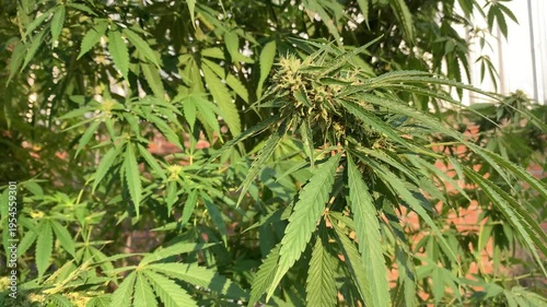 Wallpaper Mural Cannabis Plant with Leaves: A vibrant image of cannabis plant, its green leaves catching the sunlight, showcasing its natural form and texture. Torontodigital.ca