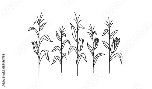 Schilderij op canvas Minimalist Corn Stalk Line Art Vector Collection with Stylized Botanical Agricul