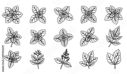 Detailed Medicinal Herb Line Icons Set with Botanical Outline Plants for Natural Healing Vector Illustration