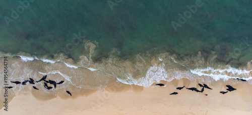 Foto Mass stranding of short-finned pilot whales ( Globicephala macrorhynchus ) in Bo