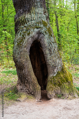 Quadro em tela Hollow tree with a large cavity in the trunk