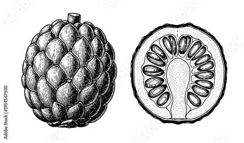 Sugar Palm Borassus Flabellifer Vintage Engraving with Whole Fruit and Cross Section Botanical Vector Illustration