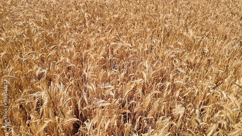 Wheat field in summertime ready for harvesting.